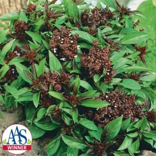 Siam Queen Basil Thumbnail